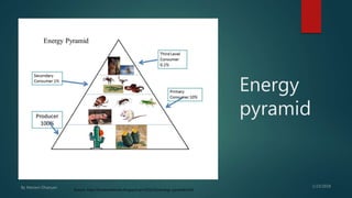 Energy
pyramid
Source: http://timdesertbiome.blogspot.am/2016/01/energy-pyramid.html
 