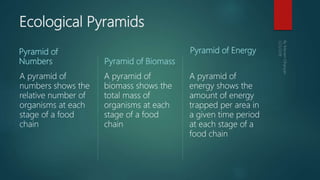 Ecological Pyramids
Pyramid of
Numbers
A pyramid of
numbers shows the
relative number of
organisms at each
stage of a food
chain
Pyramid of Biomass
A pyramid of
biomass shows the
total mass of
organisms at each
stage of a food
chain
Pyramid of Energy
A pyramid of
energy shows the
amount of energy
trapped per area in
a given time period
at each stage of a
food chain
 
