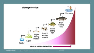 1/23/2018By Mariam Ohanyan Source: https://themercurysite.com/caddo-lake/biomagnification/
 