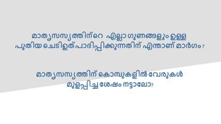 മാൈൃസസയത്തിന്ടെ എല്ലാഗുണങ്ങള ം ഉള്ള
േുൈിയ ടെെിഉത്ോദിപ്പിക്ുന്നൈിന് എന്താണ് മാർഗം ?
മാൈൃസസയത്തിന് ടകാമ്പുകളിൽ പേരുകൾ
മുളപ്പിച്ച പേഷം െട്ടാപല്ാ?
 
