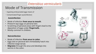 Topic 4.5 Intro to Nematodes Brief Part 1.pptx