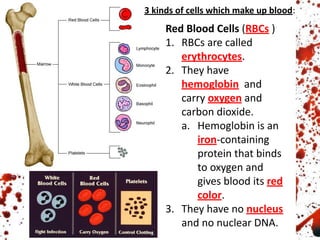 3 kinds of cells which make up blood:
Red Blood Cells (RBCs )
1. RBCs are called
erythrocytes.
2. They have
hemoglobin and
carry oxygen and
carbon dioxide.
a. Hemoglobin is an
iron-containing
protein that binds
to oxygen and
gives blood its red
color.
3. They have no nucleus
and no nuclear DNA.
 
