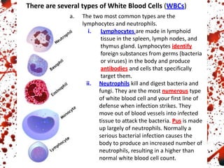 There are several types of White Blood Cells (WBCs)
a. The two most common types are the
lymphocytes and neutrophils.
i. Lymphocytes are made in lymphoid
tissue in the spleen, lymph nodes, and
thymus gland. Lymphocytes identify
foreign substances from germs (bacteria
or viruses) in the body and produce
antibodies and cells that specifically
target them.
ii. Neutrophils kill and digest bacteria and
fungi. They are the most numerous type
of white blood cell and your first line of
defense when infection strikes. They
move out of blood vessels into infected
tissue to attack the bacteria. Pus is made
up largely of neutrophils. Normally a
serious bacterial infection causes the
body to produce an increased number of
neutrophils, resulting in a higher than
normal white blood cell count.
 
