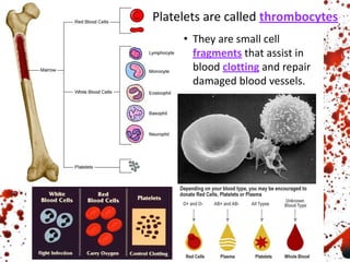 Platelets are called thrombocytes
• They are small cell
fragments that assist in
blood clotting and repair
damaged blood vessels.
 