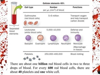 There are about one billion red blood cells in two to three
drops of blood. For every 600 red blood cells, there are
about 40 platelets and one white cell.
 