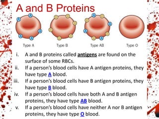 A and B Proteins
i. A and B proteins called antigens are found on the
surface of some RBCs.
ii. If a person’s blood cells have A antigen proteins, they
have type A blood.
iii. If a person’s blood cells have B antigen proteins, they
have type B blood.
iv. If a person’s blood cells have both A and B antigen
proteins, they have type AB blood.
v. If a person’s blood cells have neither A nor B antigen
proteins, they have type O blood.
 
