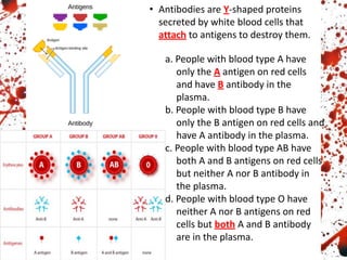 • Antibodies are Y-shaped proteins
secreted by white blood cells that
attach to antigens to destroy them.
a. People with blood type A have
only the A antigen on red cells
and have B antibody in the
plasma.
b. People with blood type B have
only the B antigen on red cells and
have A antibody in the plasma.
c. People with blood type AB have
both A and B antigens on red cells
but neither A nor B antibody in
the plasma.
d. People with blood type O have
neither A nor B antigens on red
cells but both A and B antibody
are in the plasma.
 
