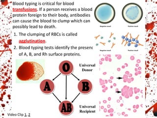 Blood typing is critical for blood
transfusions. If a person receives a blood
protein foreign to their body, antibodies
can cause the blood to clump which can
possibly lead to death.
1. The clumping of RBCs is called
agglutination.
2. Blood typing tests identify the presence
of A, B, and Rh surface proteins.
Universal
Donor
Universal
Recipient
Video Clip 1, 2
 