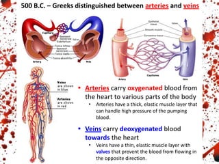 500 B.C. – Greeks distinguished between arteries and veins
• Arteries carry oxygenated blood from
the heart to various parts of the body
• Arteries have a thick, elastic muscle layer that
can handle high pressure of the pumping
blood.
• Veins carry deoxygenated blood
towards the heart
• Veins have a thin, elastic muscle layer with
valves that prevent the blood from flowing in
the opposite direction.
 