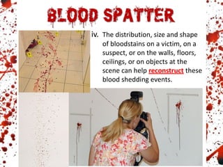 iv. The distribution, size and shape
of bloodstains on a victim, on a
suspect, or on the walls, floors,
ceilings, or on objects at the
scene can help reconstruct these
blood shedding events.
 