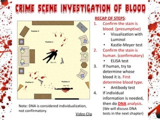 RECAP OF STEPS:
1. Confirm the stain is
blood. (presumptive)
• Visualization with
Luminol
• Kastle-Meyer test
2. Confirm the stain is
human. (confirmatory)
• ELISA test
3. If human, try to
determine whose
blood it is. First
determine blood type.
• Antibody test
4. If individual
information is needed,
then do DNA analysis.
(We will discuss DNA
tests in the next chapter)
Note: DNA is considered individualization,
not confirmatory.
Video Clip
 