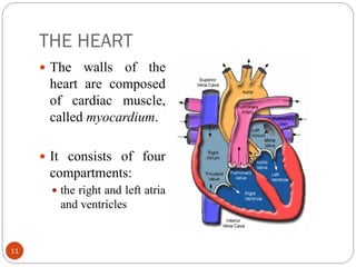 THE HEART
11
 The walls of the
heart are composed
of cardiac muscle,
called myocardium.
 It consists of four
compartments:
 the right and left atria
and ventricles
 