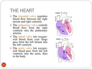 THE HEART
12
 The tricuspid valve regulates
blood flow between the right
atrium and right ventricle.
 The pulmonary valve controls
blood flow from the right
ventricle into the pulmonary
arteries
 The mitral valve lets oxygen-
rich blood from your lungs
pass from the left atrium into
the left ventricle.
 The aortic valve lets oxygen-
rich blood pass from the left
ventricle into the aorta, then
to the body
 
