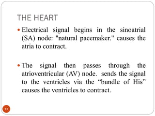 THE HEART
13
 Electrical signal begins in the sinoatrial
(SA) node: "natural pacemaker." causes the
atria to contract.
 The signal then passes through the
atrioventricular (AV) node. sends the signal
to the ventricles via the “bundle of His”
causes the ventricles to contract.
 