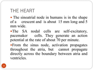 THE HEART
15
 The sinoatrial node in humans is in the shape
of a crescent and is about 15 mm long and 5
mm wide.
The SA nodal cells are self-excitatory,
pacemaker cells. They generate an action
potential at the rate of about 70 per minute.
From the sinus node, activation propagates
throughout the atria, but cannot propagate
directly across the boundary between atria and
ventricles.
 