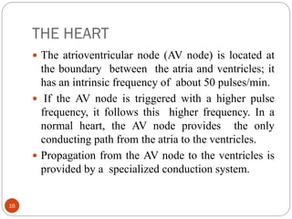 THE HEART
16
 The atrioventricular node (AV node) is located at
the boundary between the atria and ventricles; it
has an intrinsic frequency of about 50 pulses/min.
 If the AV node is triggered with a higher pulse
frequency, it follows this higher frequency. In a
normal heart, the AV node provides the only
conducting path from the atria to the ventricles.
 Propagation from the AV node to the ventricles is
provided by a specialized conduction system.
 
