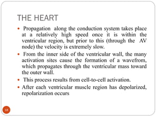 THE HEART
18
 Propagation along the conduction system takes place
at a relatively high speed once it is within the
ventricular region, but prior to this (through the AV
node) the velocity is extremely slow.
 From the inner side of the ventricular wall, the many
activation sites cause the formation of a wavefrom,
which propagates through the ventricular mass toward
the outer wall.
 This process results from cell-to-cell activation.
 After each ventricular muscle region has depolarized,
repolarization occurs
 