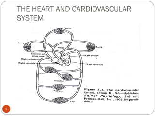 THE HEART AND CARDIOVASCULAR
SYSTEM
5
 