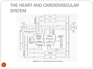 THE HEART AND CARDIOVASCULAR
SYSTEM
6
 