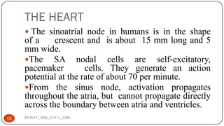 Cardiovascular System | PDF