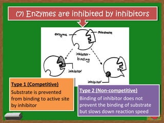 Topic 4 chapter 5 part 2 enzymes - characteristics of enzymes | PPT