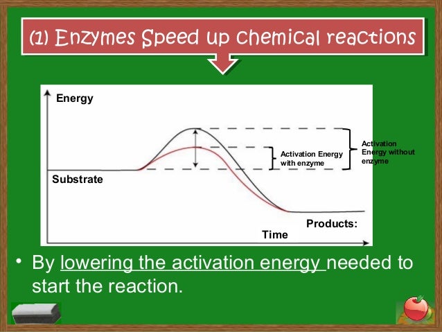 characteristics of enzymes