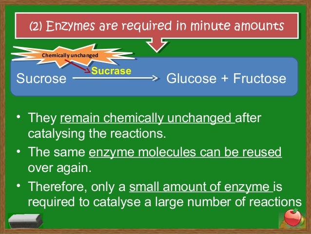 characteristics of enzymes