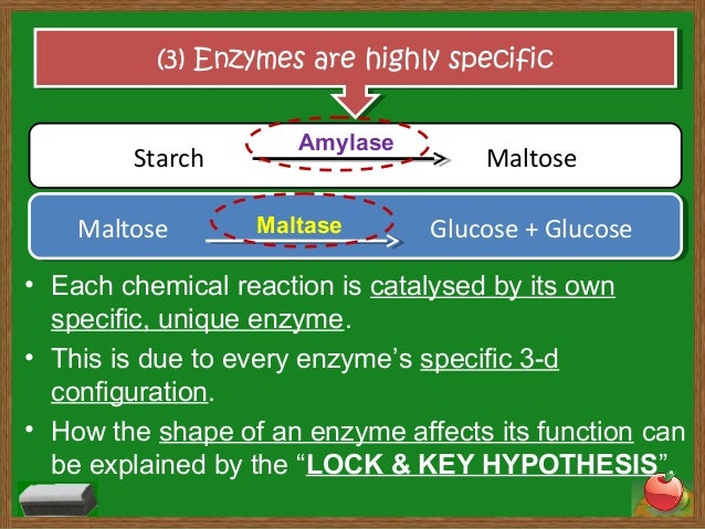 characteristics of enzymes