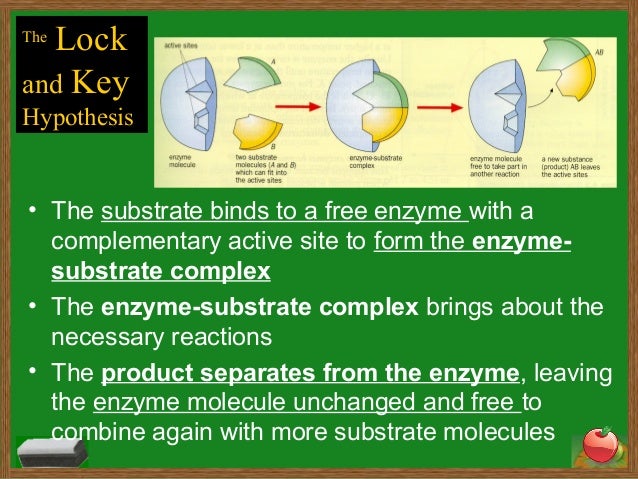 characteristics of enzymes