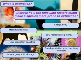 What is extinction? Discuss how the following factors might make a species more prone to extinction?  Habitat specialists Low reproductive potential A large body Low population densities Narrow geographical range Small population size / declining numbers 