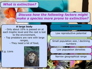 What is extinction? Discuss how the following factors might make a species more prone to extinction?  A large body - Only about 10% is passed on at each trophic level and the rest is lost to the environment, - Top predators are rare with large ranges, - They need a lot of food, E.g. Lions Low reproductive potential Habitat specialists Low population densities Narrow geographical range Small population size / declining numbers 