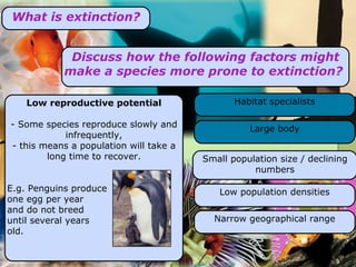 What is extinction? Discuss how the following factors might make a species more prone to extinction?  Low reproductive potential - Some species reproduce slowly and infrequently, - this means a population will take a long time to recover. E.g. Penguins produce  one egg per year and do not breed until several years old.  Large body Habitat specialists Low population densities Narrow geographical range Small population size / declining numbers 