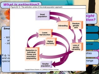 What is extinction? Discuss how the following factors might make a species more prone to extinction?  Small population size/ declining numbers - Will have smaller genetic diversity and is less resilient to change, - inbreeding can occur and further weaken the population E.g. Large predators and extreme specialists Large body Habitat specialists Low population densities Narrow geographical range Low reproductive potential 