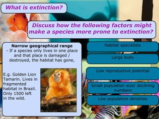 What is extinction? Discuss how the following factors might make a species more prone to extinction?  Narrow geographical range - If a species only lives in one place and that place is damaged / destroyed, the habitat has gone, E.g. Golden Lion Tamarin. Lives in fragmented  habitat in Brazil. Only 1500 left in the wild. Large body Habitat specialists Small population size/ declining numbers Low population densities Low reproductive potential 