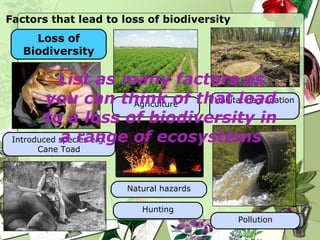 Factors that lead to loss of biodiversity Loss of Biodiversity Introduced species e.g. Cane Toad Natural hazards Agriculture Habitat degradation Pollution Hunting List as many factors as you can think of that lead to a loss of biodiversity in a range of ecosystems 
