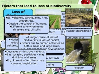 Factors that lead to loss of biodiversity Can drastically upset an ecosystem.  Sometimes it works e.g. rubber trees from the Amazon to South-East Asia.  Sometimes it is a disaster e.g. cane toads introduced as a biological control in Australia.  Can be purposeful or accidental.  Loss of Biodiversity Introduced species e.g. Cane Toad Agriculture Habitat degradation Pollution Hunting Over hunting or over harvesting can eradicate a species quickly. Modern agricultural practices reduce diversity with mono cultures, genetic engineering and pesticides.  Eg. volcanos, earthquakes, fires, drought etc.  Outside the control of humans. Different to environmental disasters e.g. oil spills Natural hazards A major cause of loss of biodiversity is loss of habitat, Occurs due to human activities on both a small and large scale. E.g. clearing land for development. Degrades or destroys habitats. E.g. spraying pesticides - may drift into wild areas. E.g. Run-off of fertilisers may cause eutrophication. 