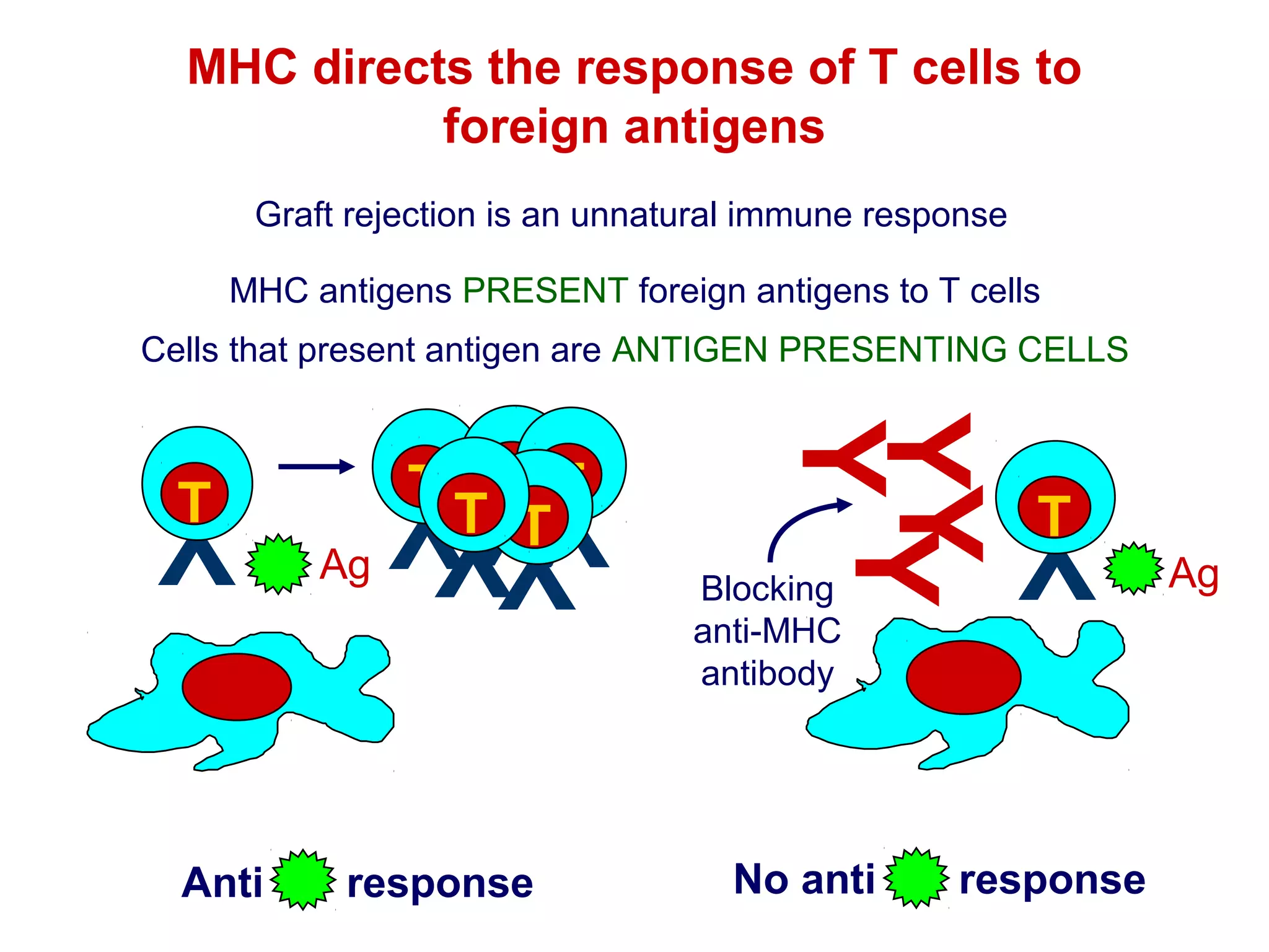 MHC directs the response of T cells to
foreign antigens
Graft rejection is an unnatural immune response
MHC antigens PRESENT foreign antigens to T cells
Cells that present antigen are ANTIGEN PRESENTING CELLS

response

Blocking
anti-MHC
antibody

No anti

T

Y

YY
YY Y

Y
Anti

Ag

T TT T
T

YY
YY

T

response

Ag

 