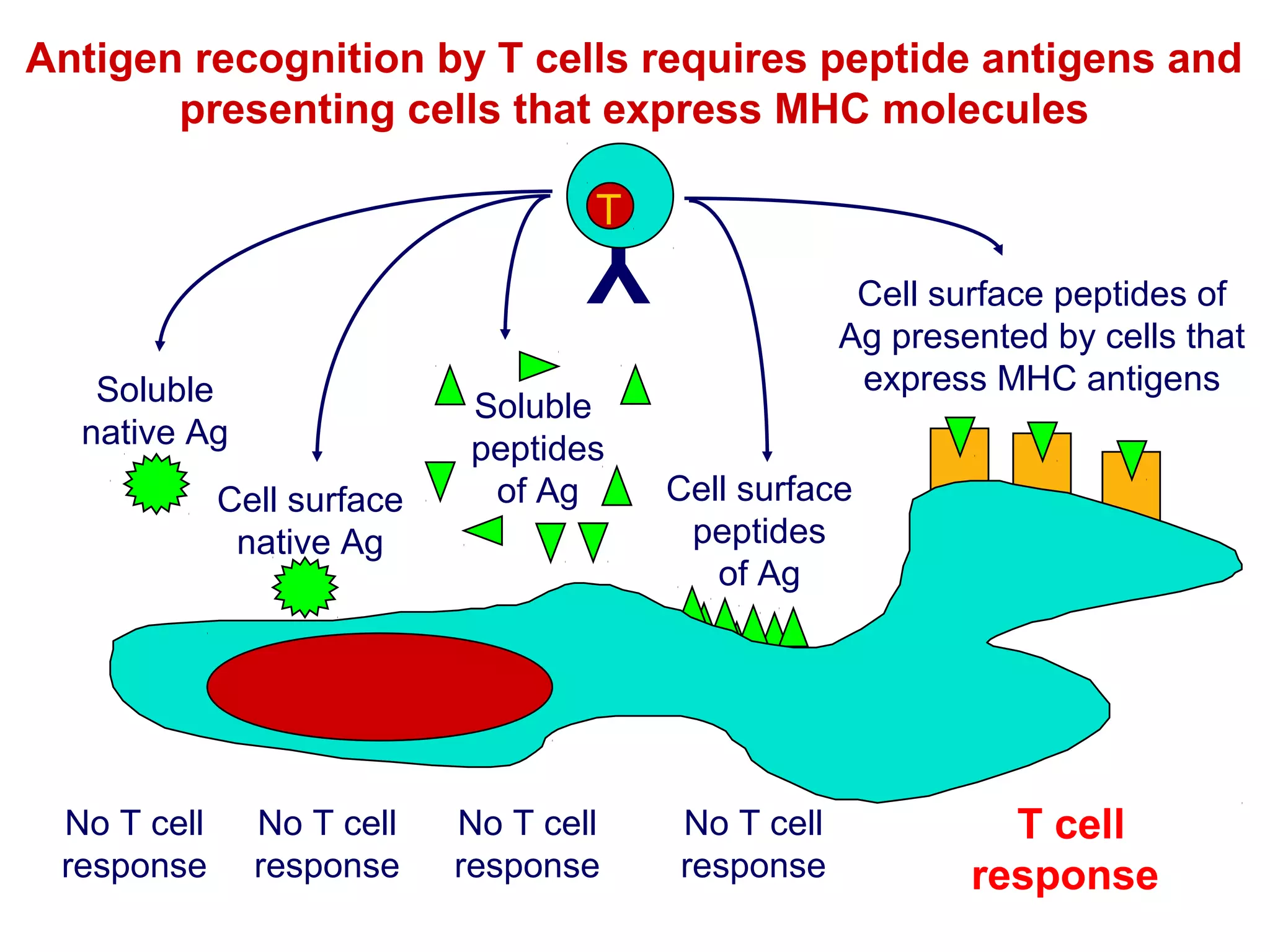 Antigen recognition by T cells requires peptide antigens and
presenting cells that express MHC molecules
T

Y
Soluble
native Ag
Cell surface
native Ag

No T cell
response

No T cell
response

Soluble
peptides
of Ag

No T cell
response

Cell surface peptides of
Ag presented by cells that
express MHC antigens
Cell surface
peptides
of Ag

No T cell
response

T cell
response

 