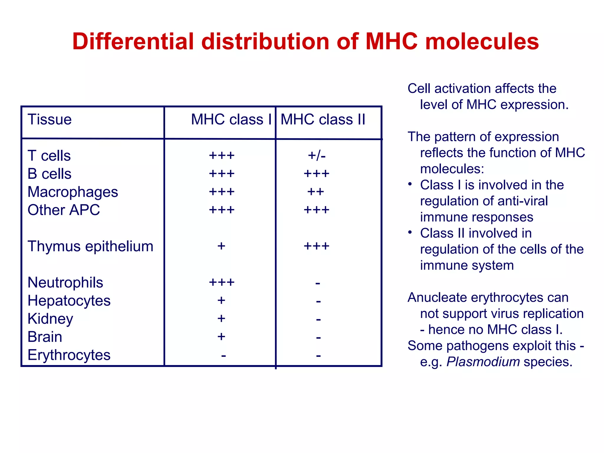 Differential distribution of MHC molecules
Tissue
T cells
B cells
Macrophages
Other APC
Thymus epithelium
Neutrophils
Hepatocytes
Kidney
Brain
Erythrocytes

MHC class I MHC class II
+++
+++
+++
+++

+/+++
++
+++

+

+++

+++
+
+
+
-

-

Cell activation affects the
level of MHC expression.
The pattern of expression
reflects the function of MHC
molecules:
• Class I is involved in the
regulation of anti-viral
immune responses
• Class II involved in
regulation of the cells of the
immune system
Anucleate erythrocytes can
not support virus replication
- hence no MHC class I.
Some pathogens exploit this e.g. Plasmodium species.

 