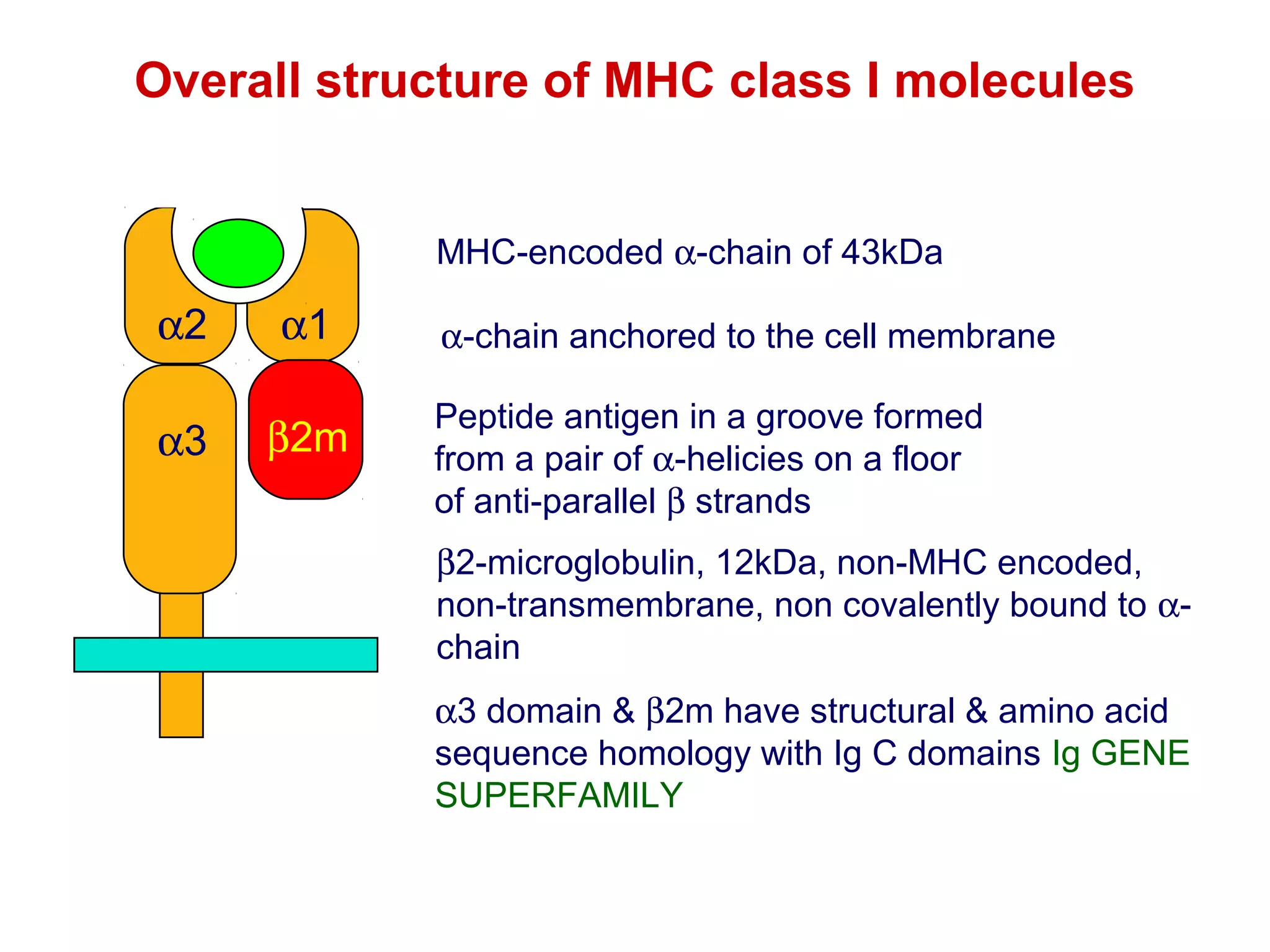 Overall structure of MHC class I molecules
MHC-encoded α-chain of 43kDa

α2
α3

α1
β2m

α-chain anchored to the cell membrane
Peptide antigen in a groove formed
from a pair of α-helicies on a floor
of anti-parallel β strands
β2-microglobulin, 12kDa, non-MHC encoded,
non-transmembrane, non covalently bound to αchain
α3 domain & β2m have structural & amino acid
sequence homology with Ig C domains Ig GENE
SUPERFAMILY

 