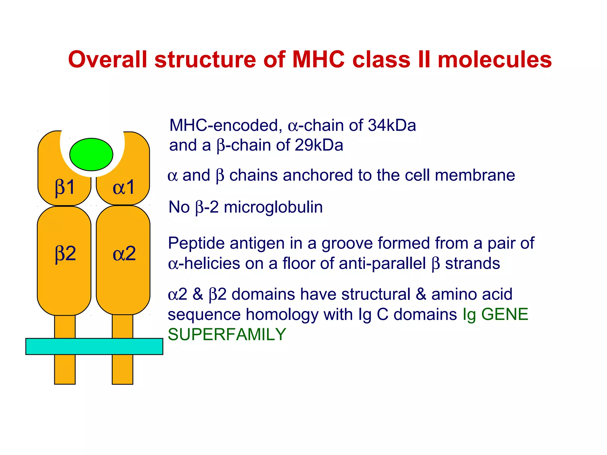 Overall structure of MHC class II molecules
MHC-encoded, α-chain of 34kDa
and a β-chain of 29kDa

β1
β2

α1
α2

α and β chains anchored to the cell membrane
No β-2 microglobulin
Peptide antigen in a groove formed from a pair of
α-helicies on a floor of anti-parallel β strands
α2 & β2 domains have structural & amino acid
sequence homology with Ig C domains Ig GENE
SUPERFAMILY

 