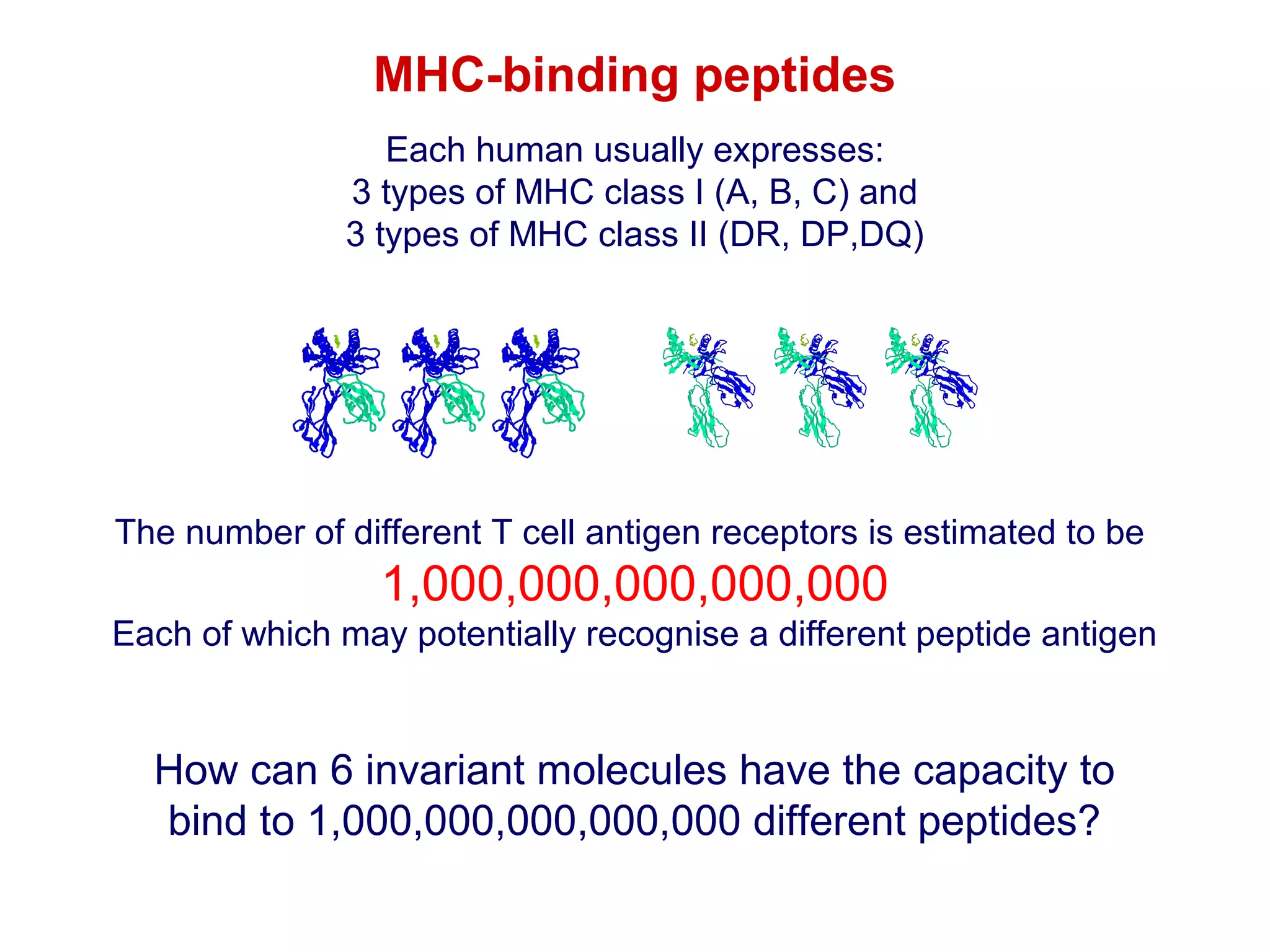 MHC-binding peptides
Each human usually expresses:
3 types of MHC class I (A, B, C) and
3 types of MHC class II (DR, DP,DQ)

The number of different T cell antigen receptors is estimated to be

1,000,000,000,000,000
Each of which may potentially recognise a different peptide antigen

How can 6 invariant molecules have the capacity to
bind to 1,000,000,000,000,000 different peptides?

 