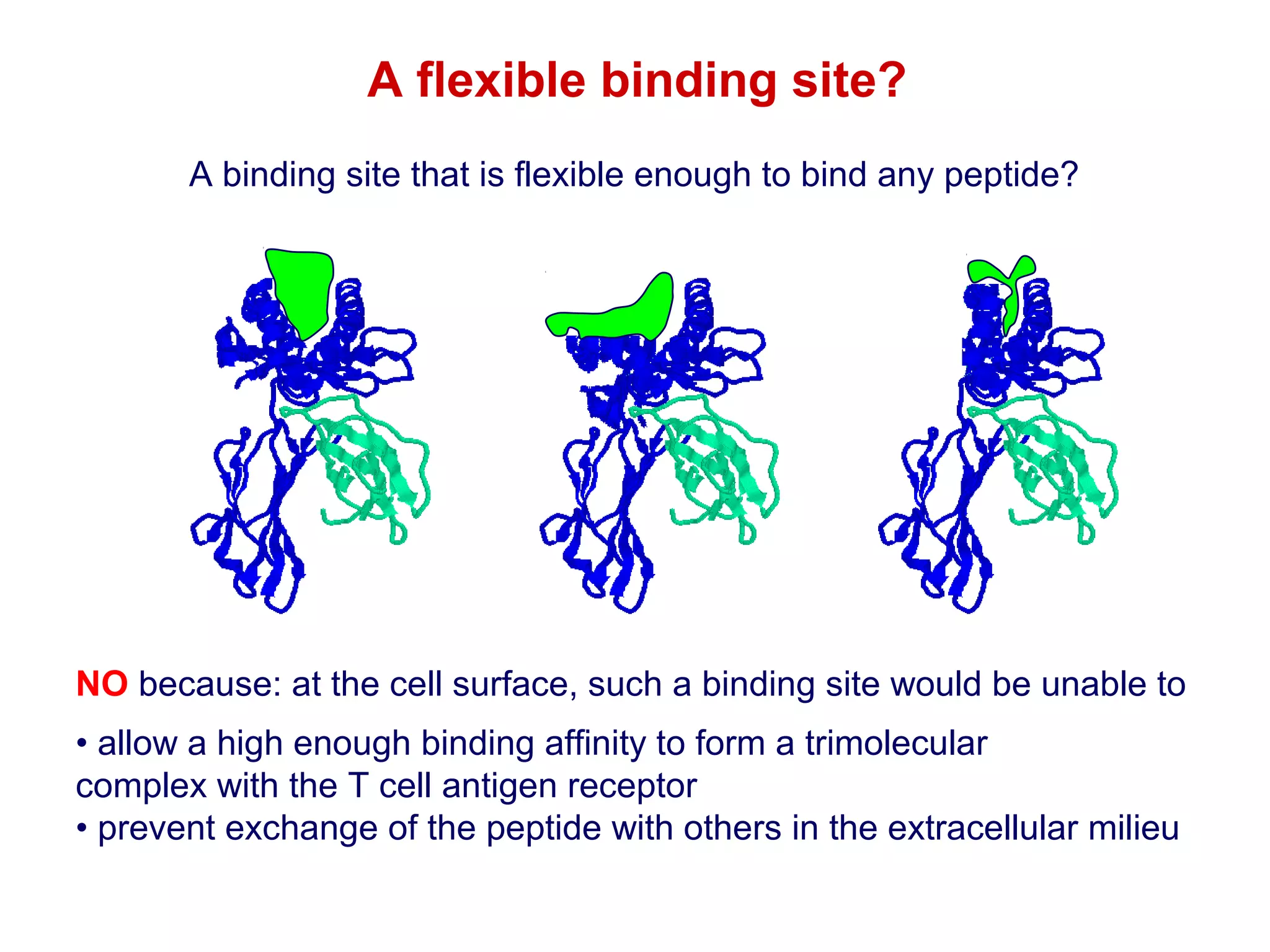 A flexible binding site?
A binding site that is flexible enough to bind any peptide?

NO because: at the cell surface, such a binding site would be unable to
• allow a high enough binding affinity to form a trimolecular
complex with the T cell antigen receptor
• prevent exchange of the peptide with others in the extracellular milieu

 
