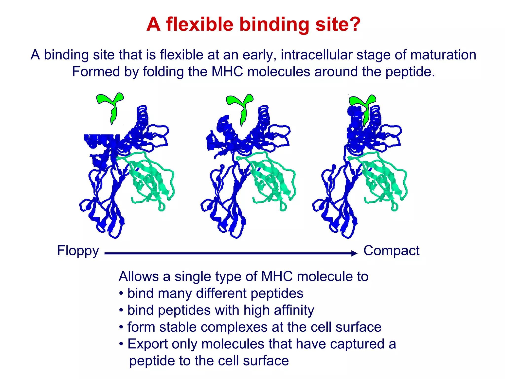 A flexible binding site?
A binding site that is flexible at an early, intracellular stage of maturation
Formed by folding the MHC molecules around the peptide.

Venus fly trap

Floppy

Compact
Allows a single type of MHC molecule to
• bind many different peptides
• bind peptides with high affinity
• form stable complexes at the cell surface
• Export only molecules that have captured a
peptide to the cell surface

 