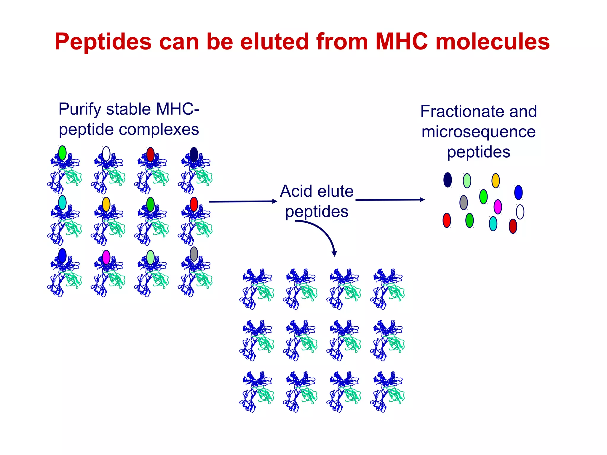 Peptides can be eluted from MHC molecules
Purify stable MHCpeptide complexes

Fractionate and
microsequence
peptides
Acid elute
peptides

 