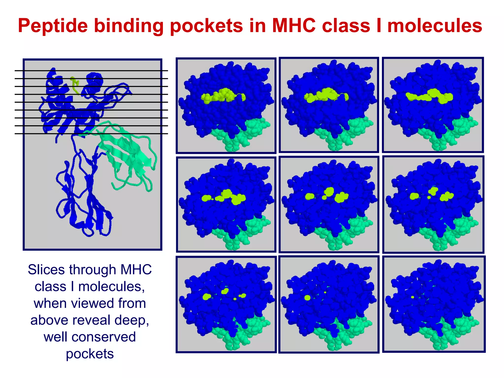 Peptide binding pockets in MHC class I molecules

Slices through MHC
class I molecules,
when viewed from
above reveal deep,
well conserved
pockets

 