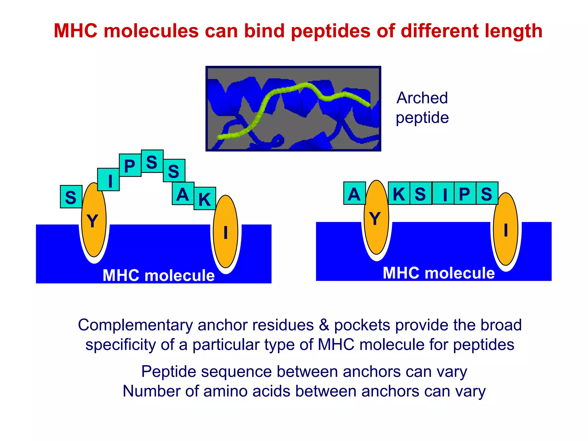 MHC molecules can bind peptides of different length
Arched
peptide

P S S
I
A K

S
Y

A
I

MHC molecule

K S I P S
Y

I
MHC molecule

Complementary anchor residues & pockets provide the broad
specificity of a particular type of MHC molecule for peptides
Peptide sequence between anchors can vary
Number of amino acids between anchors can vary

 