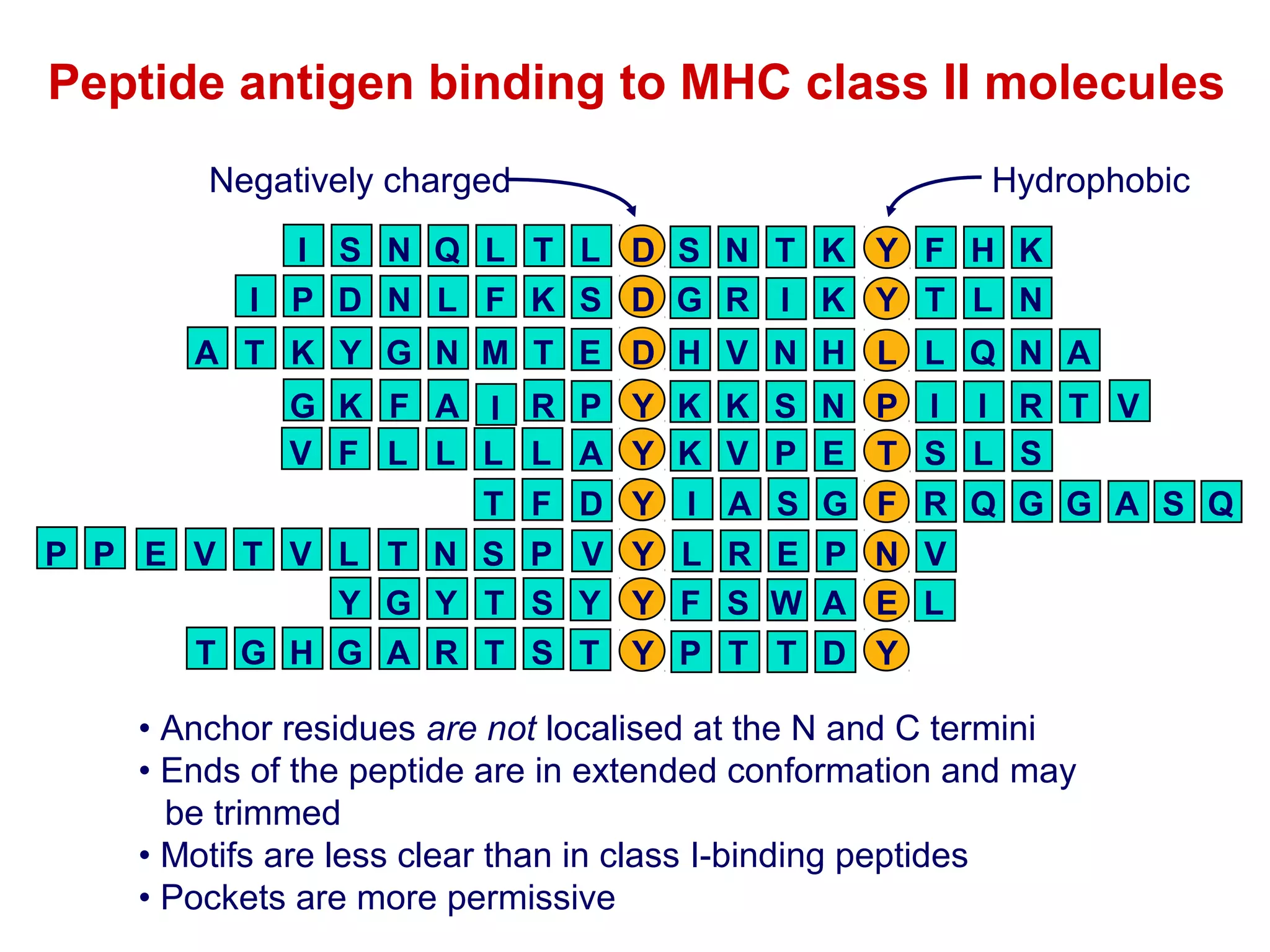 Peptide antigen binding to MHC class II molecules
Negatively charged

Hydrophobic

I S N Q L T L D S N T K Y F H K
I P D N L F K S D G R I K Y T L N
A T K Y G N M T E D H V N H L L Q N A
G K F A I R P Y K K S N P I I R T V
V F L L L L A Y K V P E T S L S
T
P P E V T V L T N S
Y G Y T
T G H G A R T

F
P
S
S

D
V
Y
T

Y
Y
Y
Y

I
L
F
P

A
R
S
T

S
E
W
T

G
P
A
D

F R Q G G A S Q
N V
E L
Y

• Anchor residues are not localised at the N and C termini
• Ends of the peptide are in extended conformation and may
be trimmed
• Motifs are less clear than in class I-binding peptides
• Pockets are more permissive

 