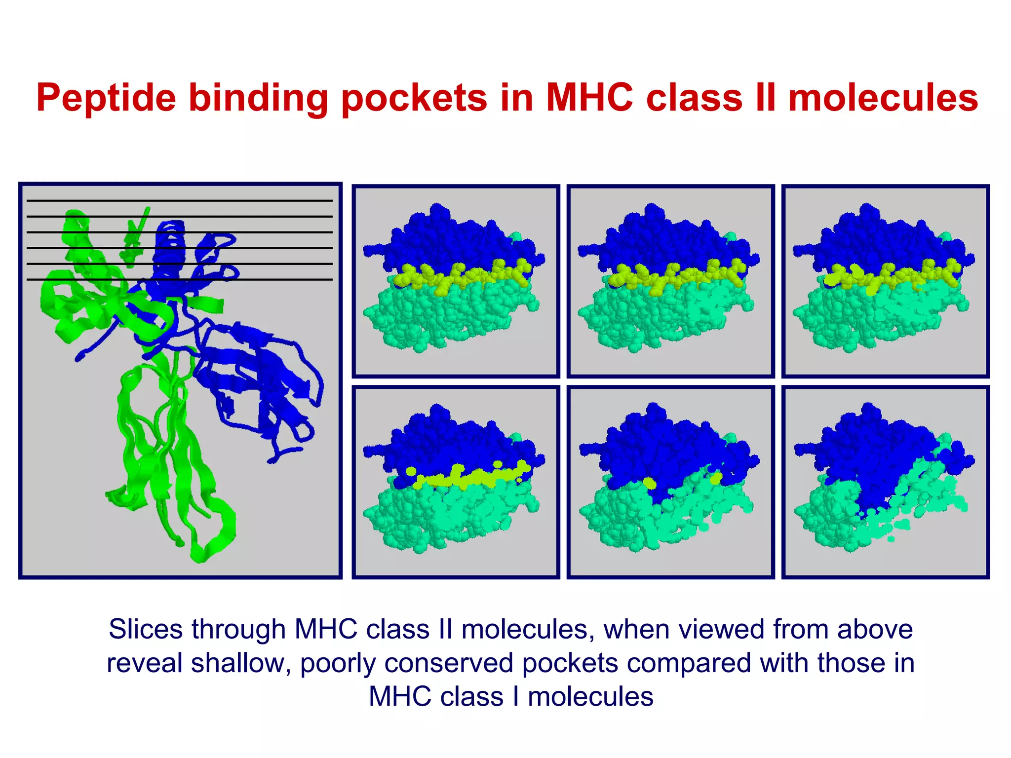 Peptide binding pockets in MHC class II molecules

Slices through MHC class II molecules, when viewed from above
reveal shallow, poorly conserved pockets compared with those in
MHC class I molecules

 