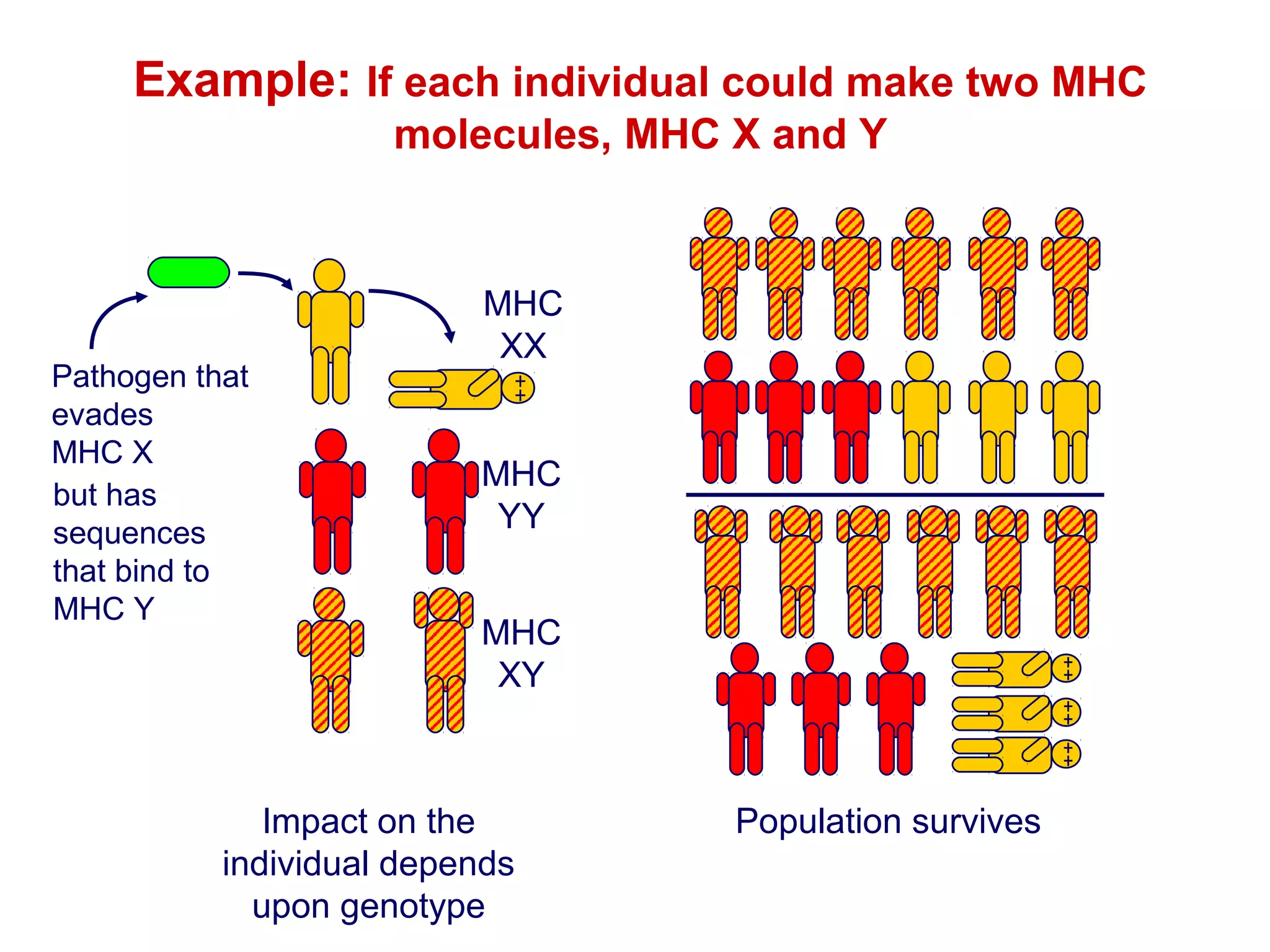Example: If each individual could make two MHC
molecules, MHC X and Y

Pathogen that
evades
MHC X
but has
sequences
that bind to
MHC Y

MHC
XX

MHC
YY
MHC
XY

Impact on the
individual depends
upon genotype

Population survives

 